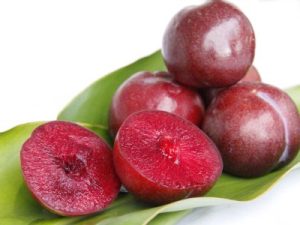 奄美のすもも南方系系ガラリ種