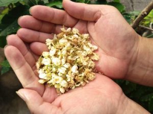 奄美のジャスミンセゾン